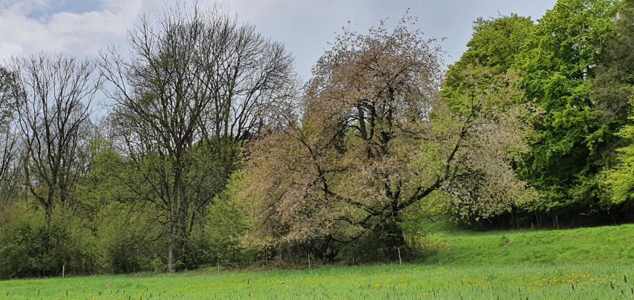 Zum Elleblick Lägenhet Frauenstein  Exteriör bild