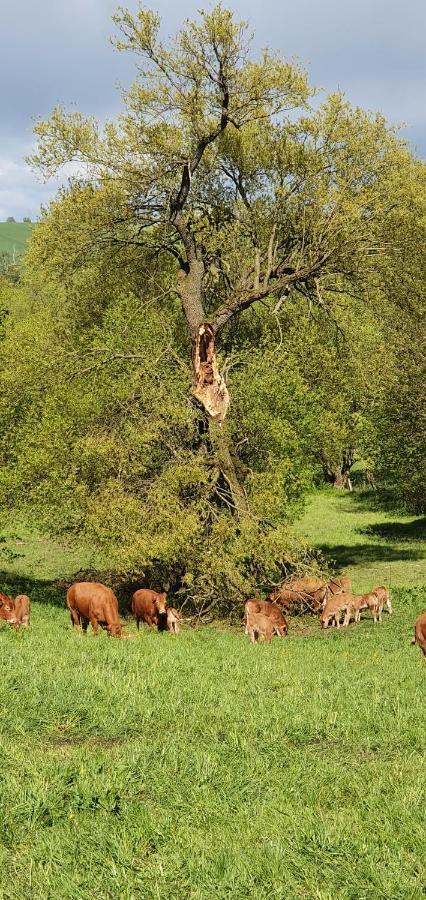 Zum Elleblick Lägenhet Frauenstein  Exteriör bild